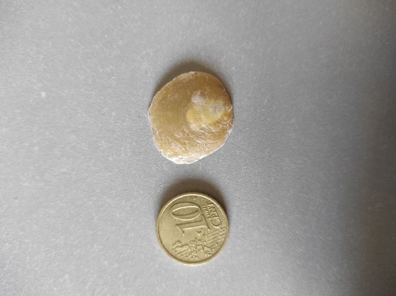 Bivalve?